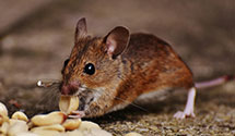 Find Exterminators in Durham County